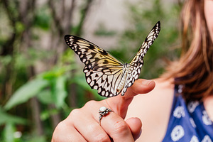 Tree Nymph butterfly on hand