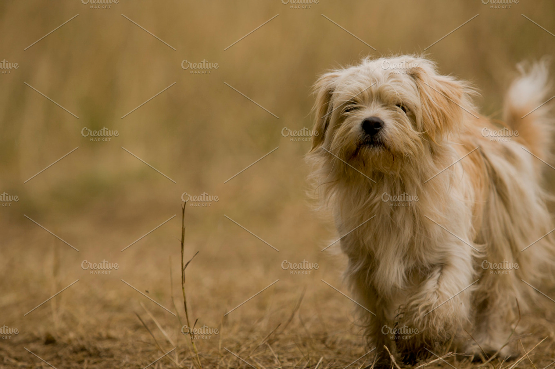 Dog walks stock photo containing dog and animal