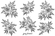 Hand Drawn Peonies, a Decorative Illustration by Valentyna Smordova (Thumbnail 6 of 6)
