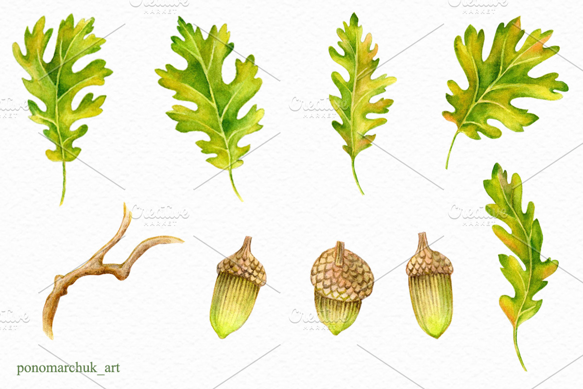 Watercolor Fall acorns collection, a Texture Illustration by Colibri Watercolor (Photo 3 of 5)