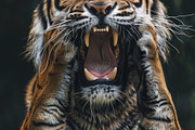 236 surprised animals, an Animal Photo by Handmadefont (Thumbnail 153 of 241)