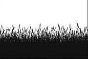 Rustic Wheat Field Vector Borders, an Illustration by hafijul (Thumbnail 4 of 9)