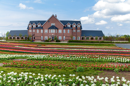 Beds with tulips containing flower, plant, and tulip, a Nature Photo by Photostock