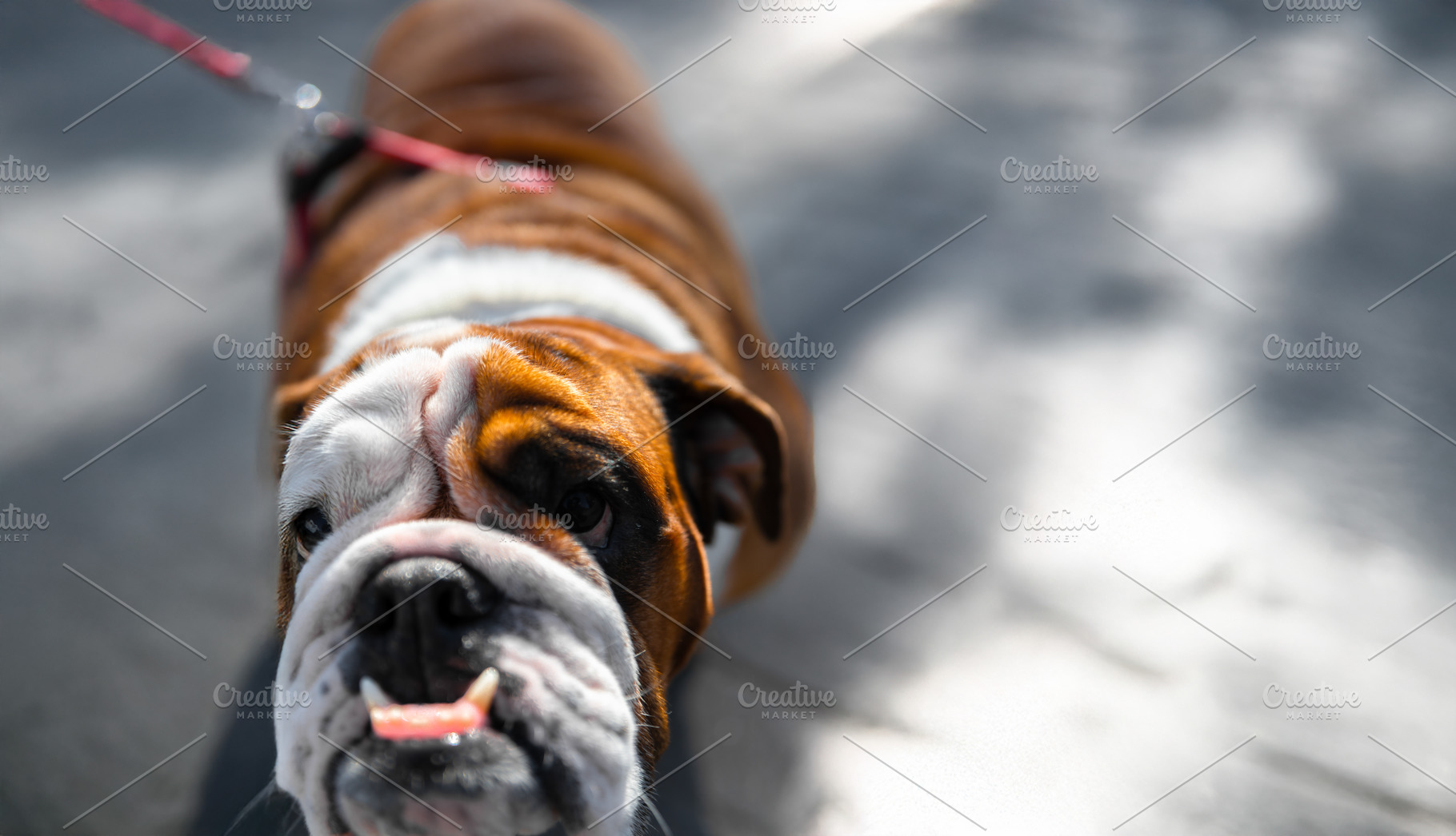 Playful English Bulldog on a leash looking up, with its tongue s, an Animal Photo by Ales Munt