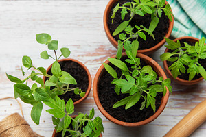 Young plants growing in terracotta pots on rustic white wooden t, a Nature Photo by Olena Rudo