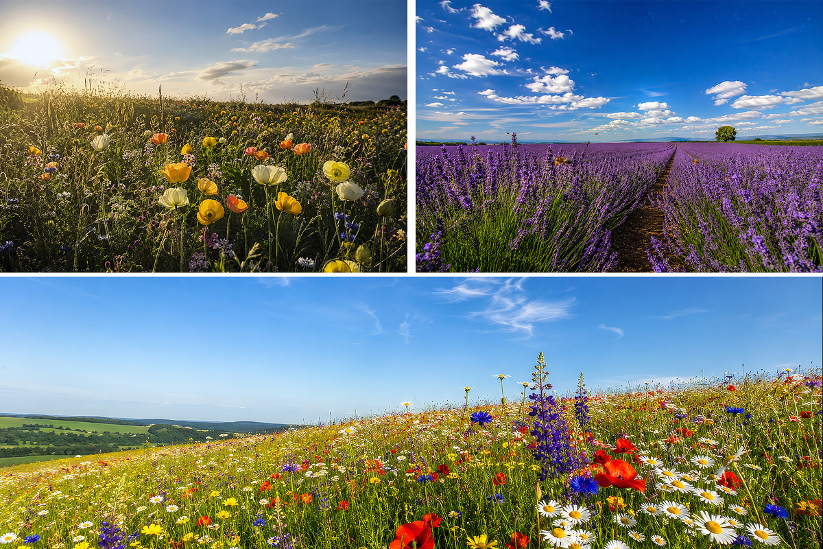 6 Wildflower Meadows and Blue Skies, a Nature Photo by Hamza067 (Photo 2 of 2)