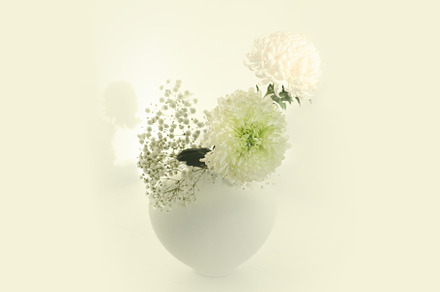 White chrysanthemums and gypsophila, a Nature Photo by Liliia Rudchenko