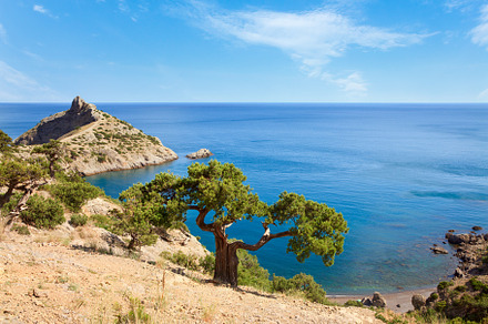 Juniper tree on rock and sea with Capchik cape behind (Novyj Svi, a Nature Photo by YuriyB