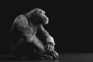 Chimpanzee monkey portrait on black