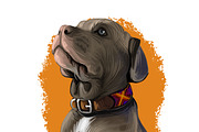 Mastiffs and Pugs 34 PSD Dogs Set, an Animal Illustration by Dneprstock (Thumbnail 7 of 15)