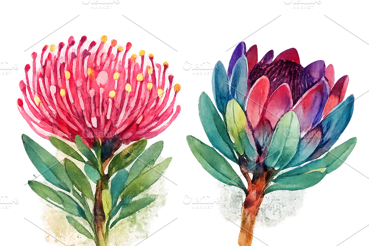 Watercolor Fynbos Flowers, a Decorative Illustration by Karliefie (Photo 4 of 4)