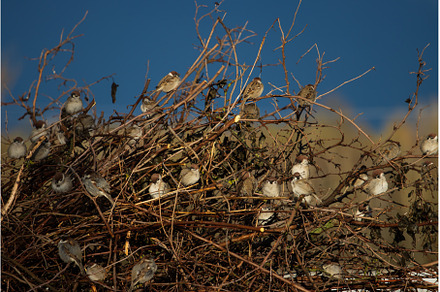 sparrows sit on the bushes after the, an Animal Photo by Pakosta
