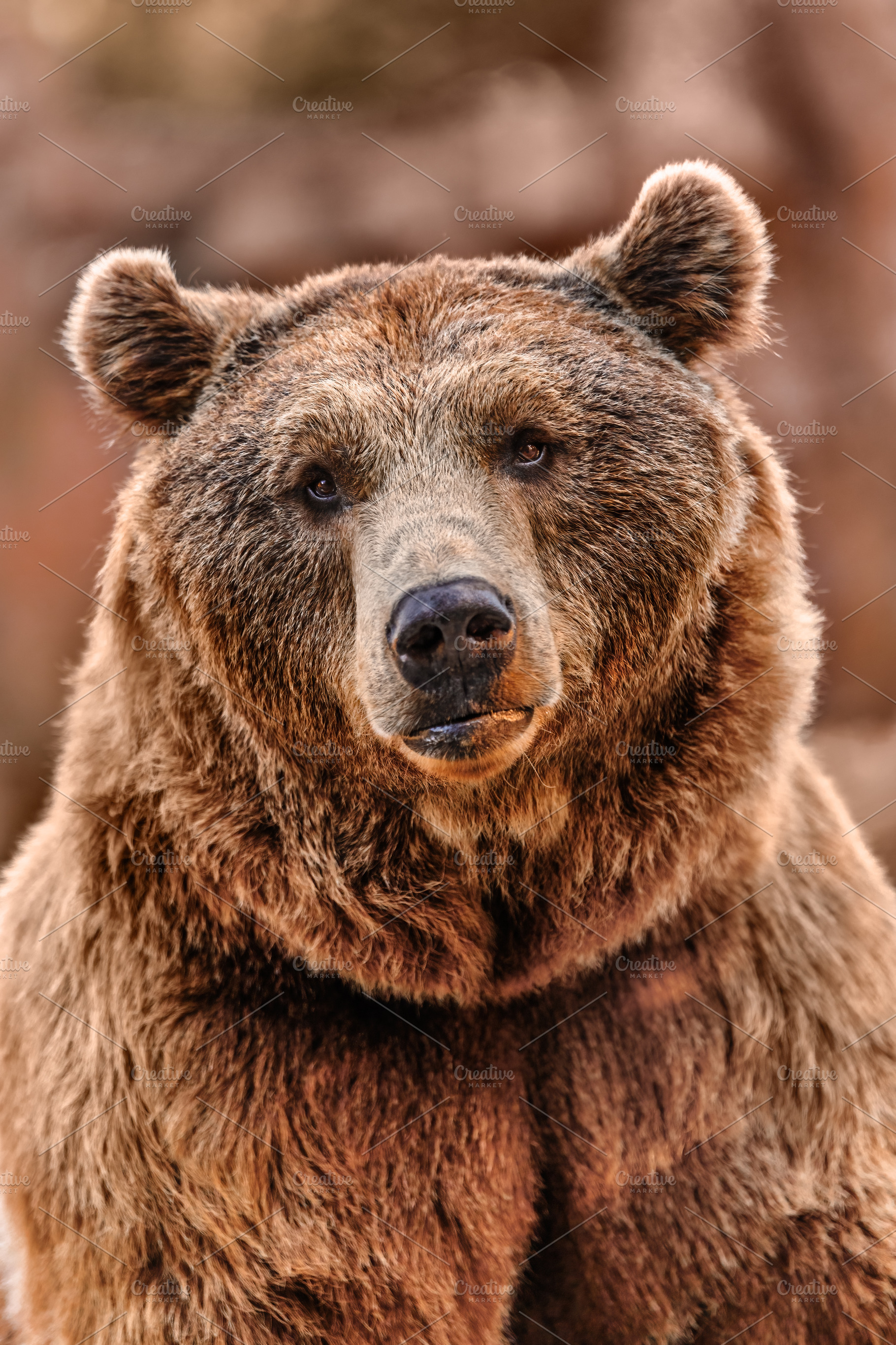 Brown bear looking straight ahead in, an Animal Photo by Perpis