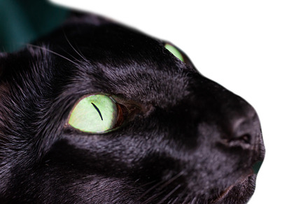 Black cat isolated on white