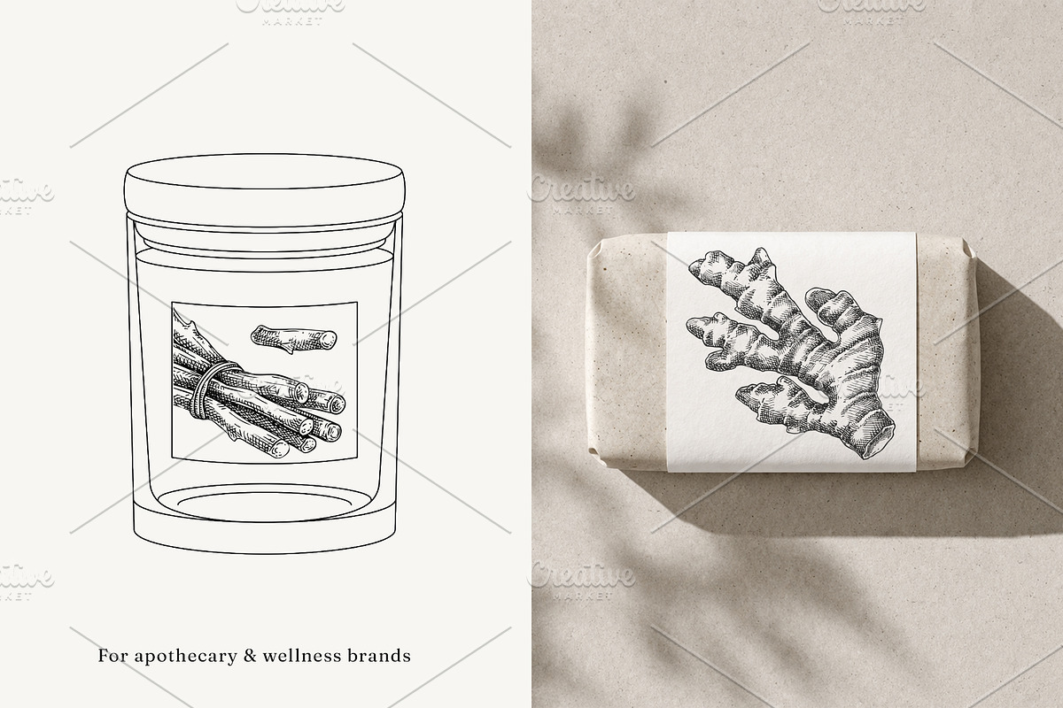 Medicinal Roots Illustrations Set, a Healthcare Illustration by Yevheniia (Photo 11 of 12)