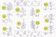 Herbs & Spices Big Bundle, a Food Illustration by Zhemchuzhina (Thumbnail 6 of 9)