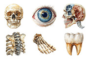 Vintage Antique Anatomy Clipart, an Illustration by SinaCreation (Thumbnail 2 of 5)