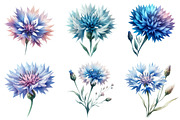 Blue Watercolor Cornflower Clipart, an Illustration by Daily.Designs (Thumbnail 5 of 5)
