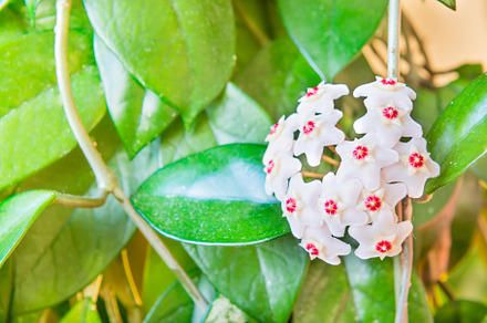 White flowers on green house plant