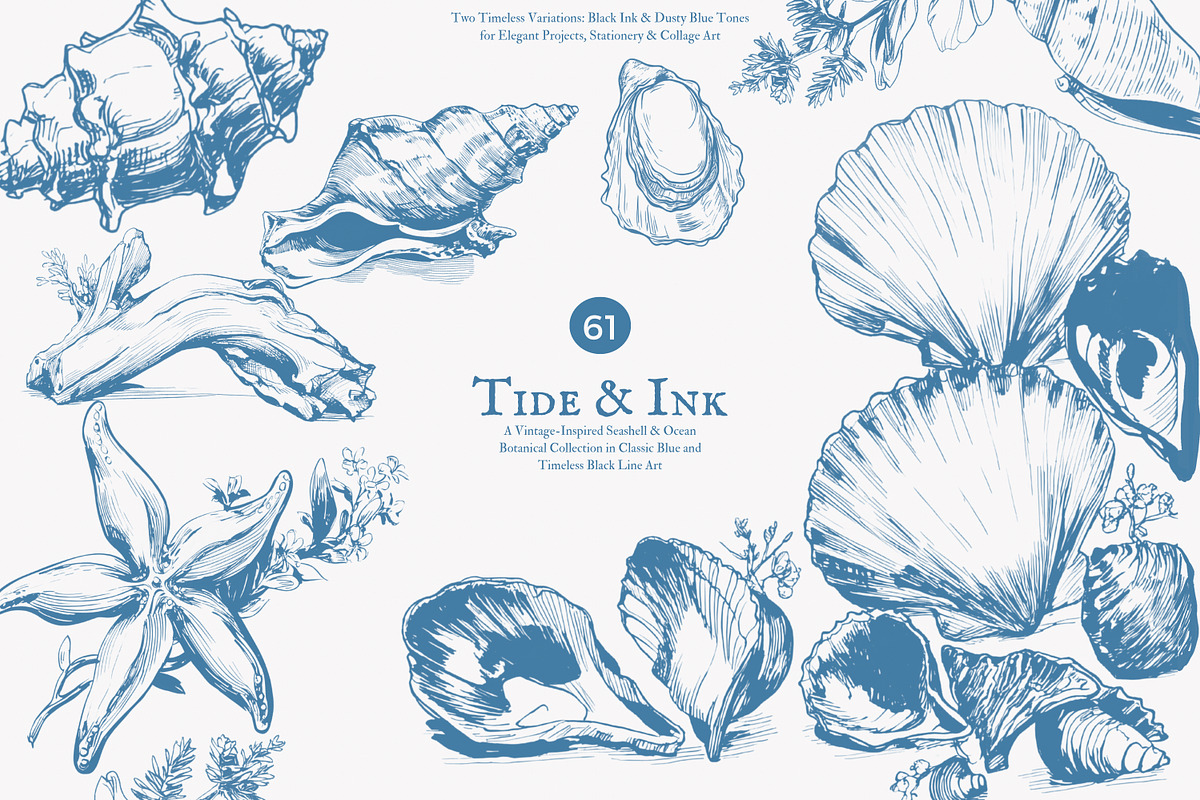 seashell clipart ocean sketch set, a Decorative Illustration by Patishop Art (Photo 1 of 9)