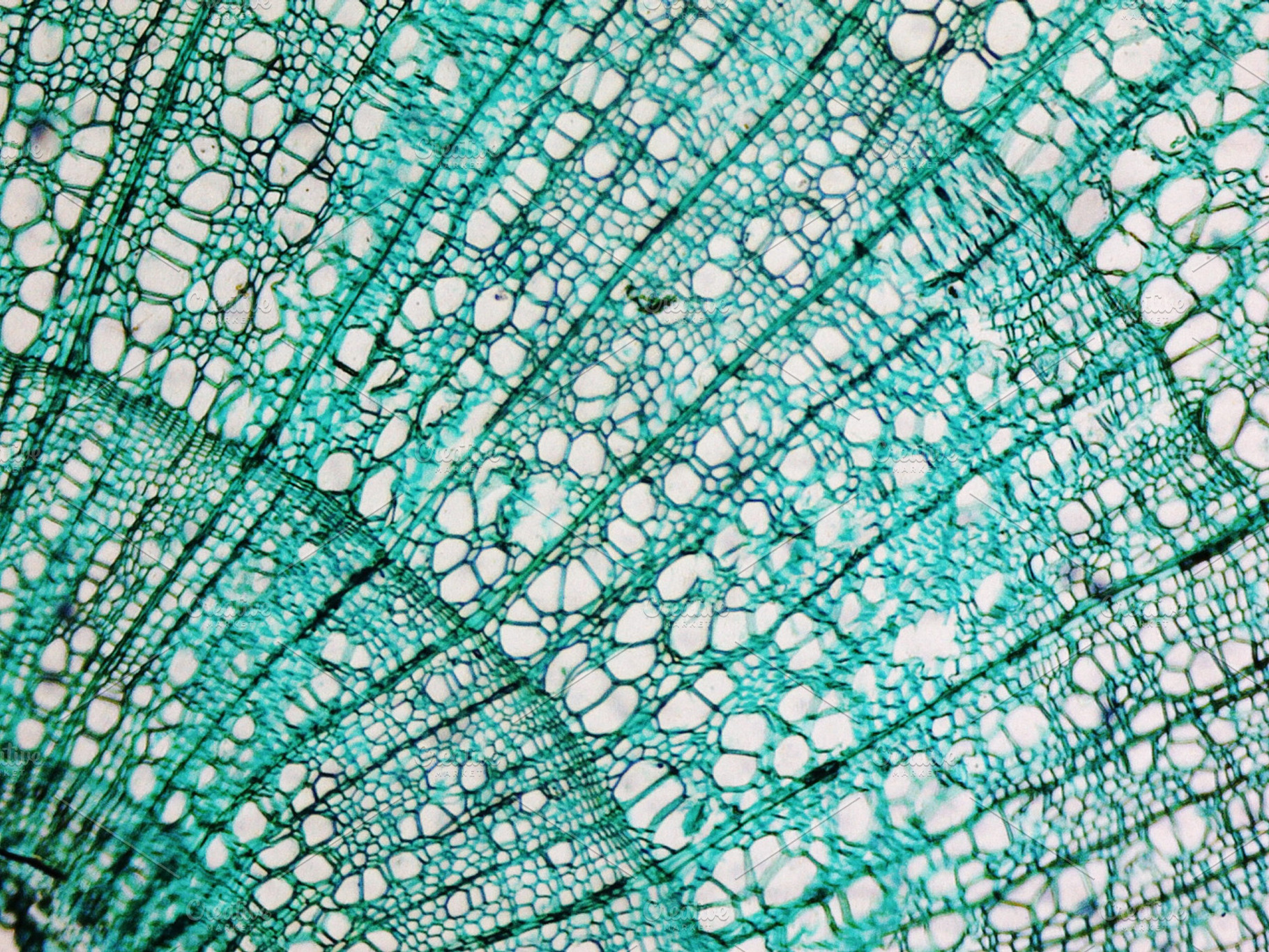 Microscope image of pine tree featuring micrograph, microscope, and ...