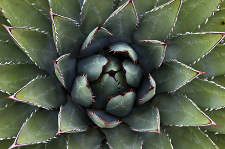 Succulent stock photograph