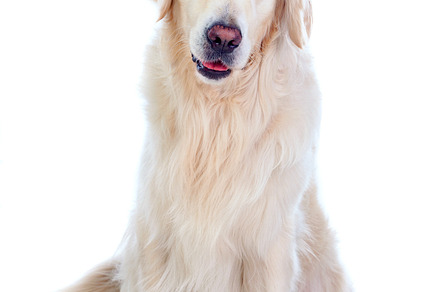 Pets stock photo containing dog and pet, an Animal Photo by José Manuel Gelpi
