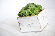 Succulent Planter Stock Photos, an Abstract Photo by Greenleaf Images (Thumbnail 5 of 6)