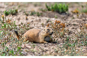 Black-tailed Prairie Dog lying on, an Animal Photo by Leonid Andronov