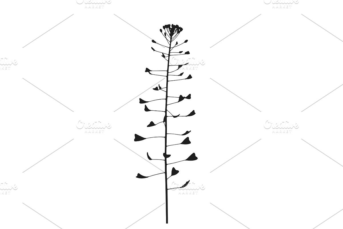 Botanical bundle - svg, png, a Decorative Illustration by Watercolor_Vector Graphic (Photo 8 of 26)