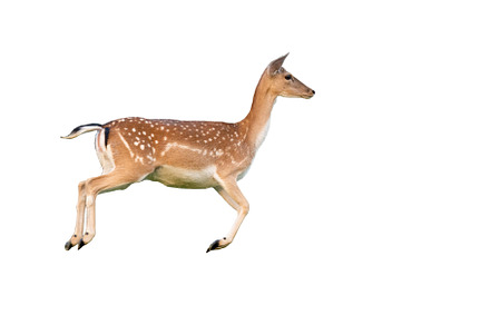 Fallow deer jumping from side, an Animal Photo by WildMedia
