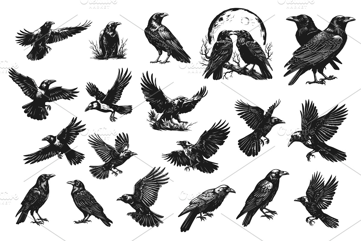 Sketch crow set. Engraving raven, an Animal Illustration by Stock-Smart-Start
