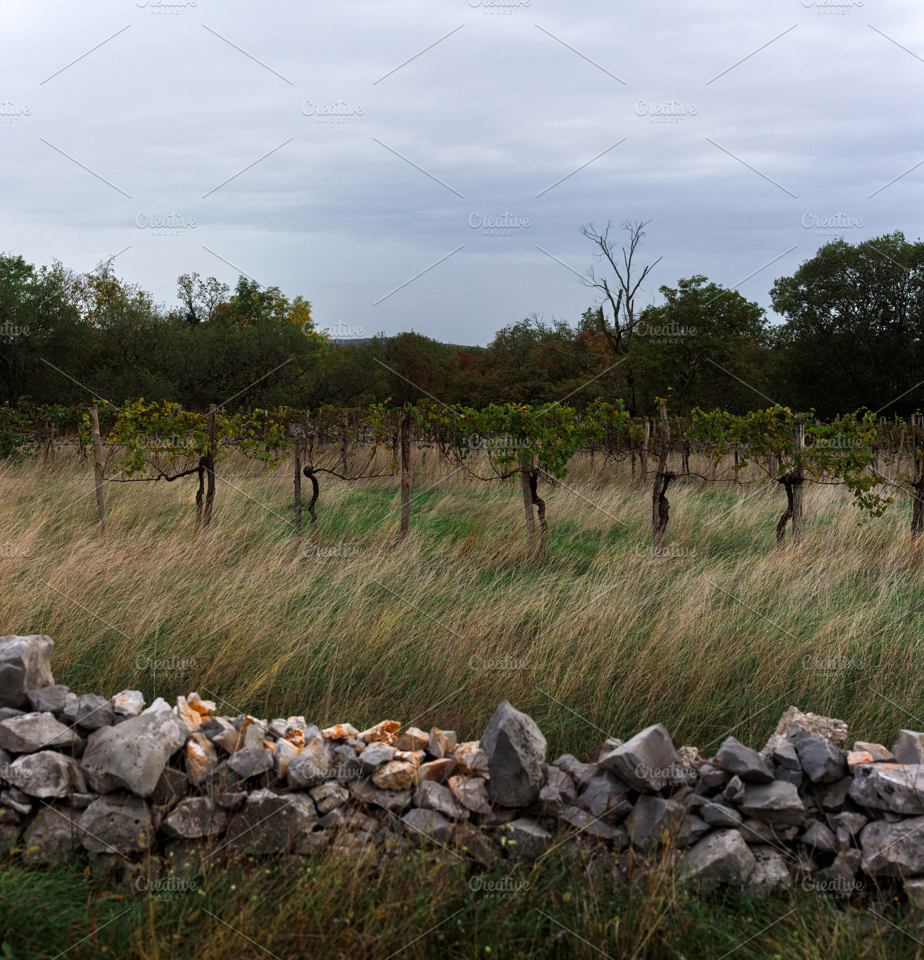 Organic vineyard on a meadow behind a dry stone wall, a Nature Photo by Bepslabor