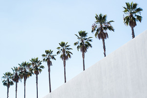 Palm Trees with a diagonal wall