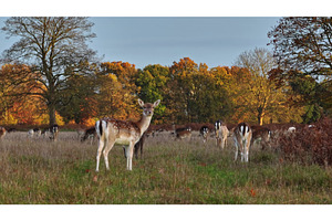 Fallow deer grazing in park during, an Animal Photo by Goinyk