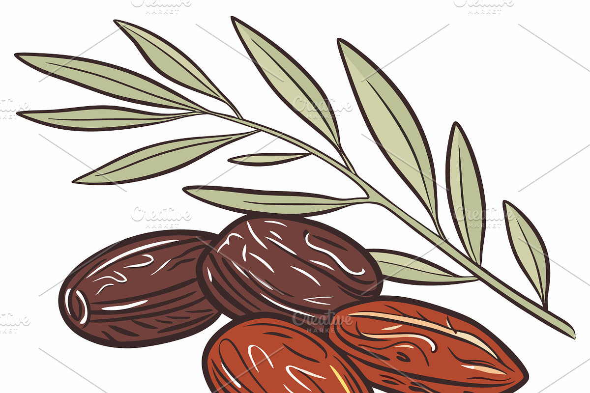 Ripe dates with leaves, a Food Illustration by SouravDesign (Photo 3 of 3)