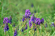 Spring Wildflower Photo Bundle – 5, a Nature Photo by Silent Nature (Thumbnail 4 of 6)