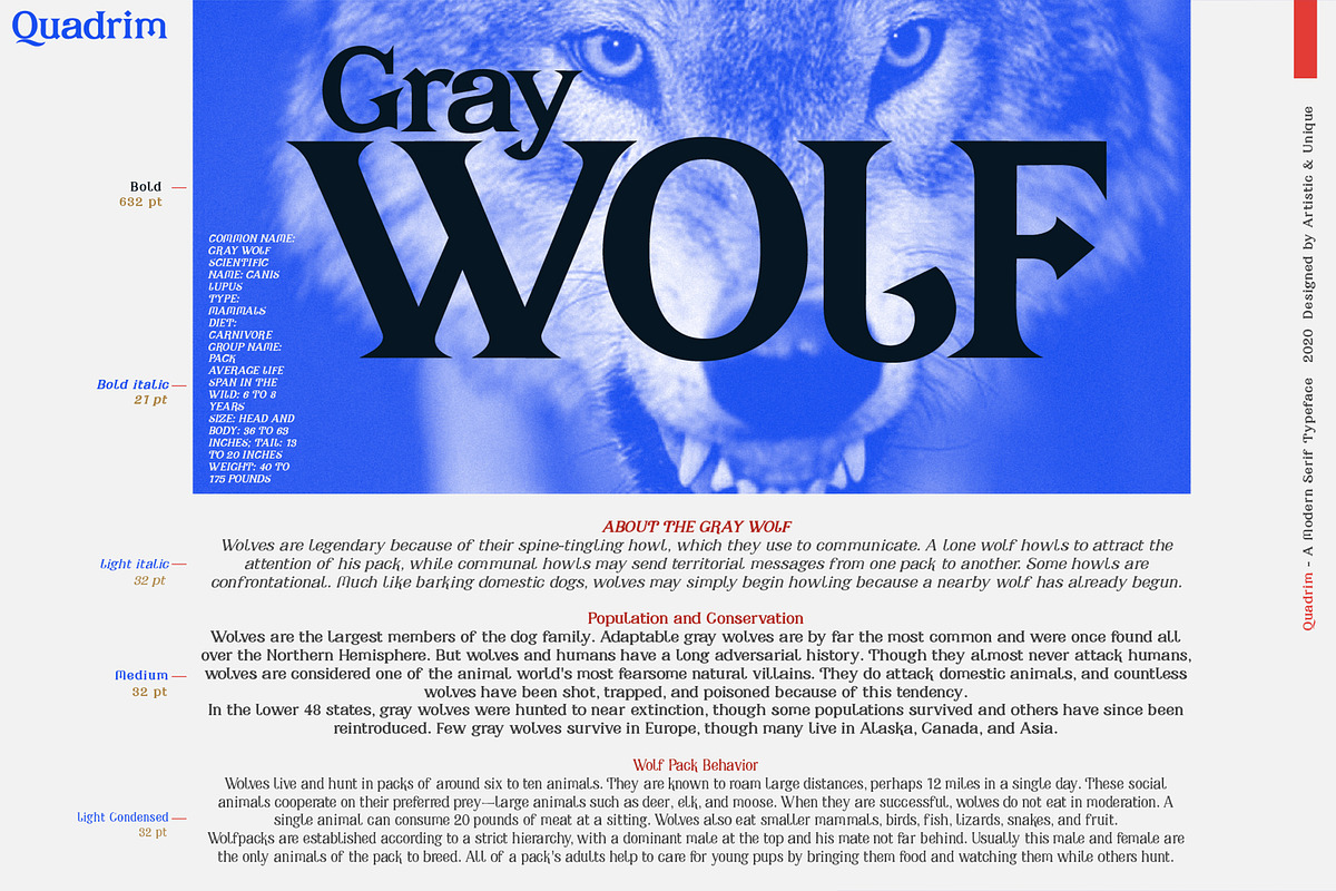 Quadrim - Serif Font Family, a Serif Font by Artistic & Unique (Photo 11 of 16)