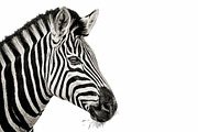 Portrait of a Zebra, an Animal Photo by VetalStock (Thumbnail 2 of 2)