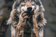 236 surprised animals, an Animal Photo by Handmadefont (Thumbnail 167 of 241)