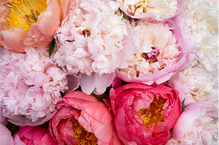 Fresh bunch of pink peonies