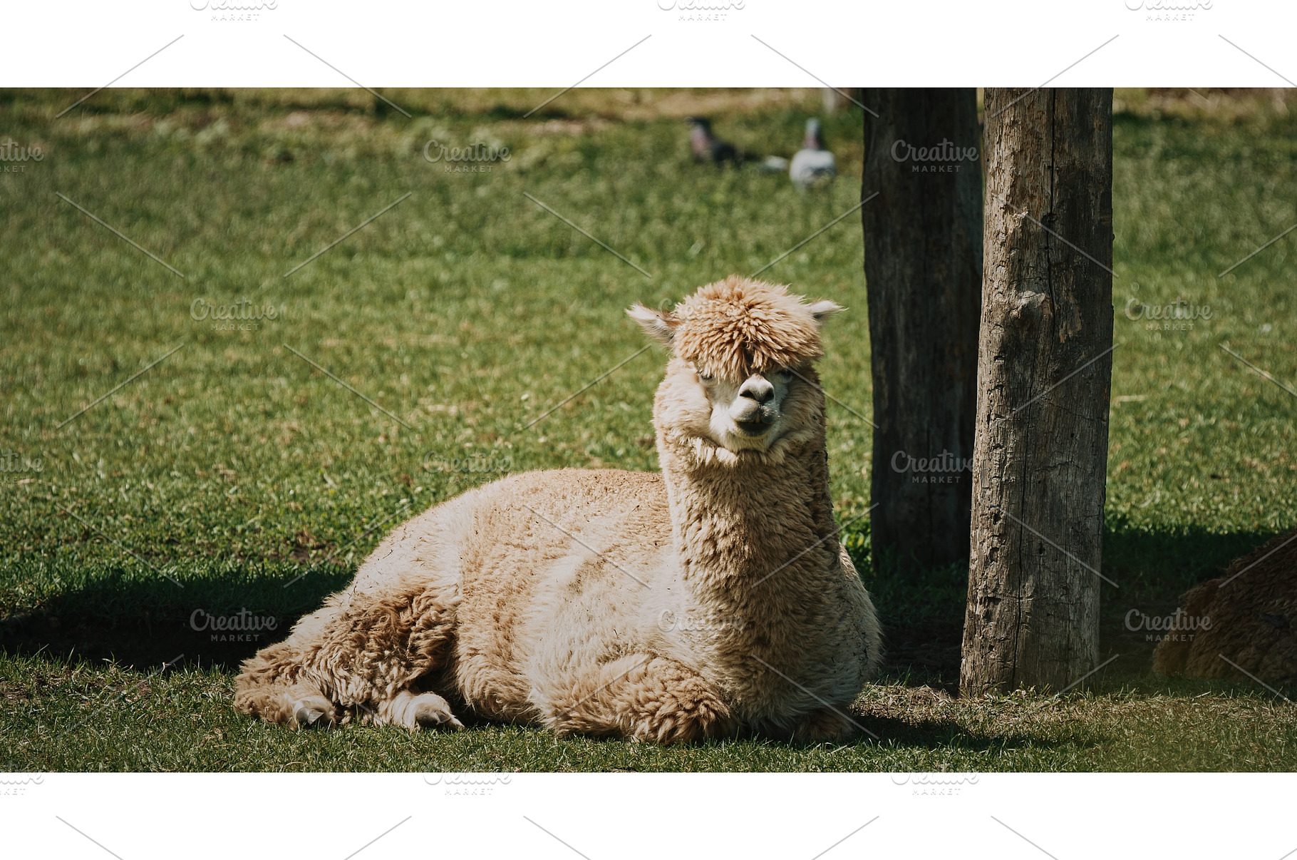 Alpaca relaxing in summer grass, an Animal Photo by Our Amazing World