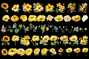 Yellow flower. Watercolor clipart, a Decorative Illustration by ElenazlataArt (Thumbnail 3 of 9)