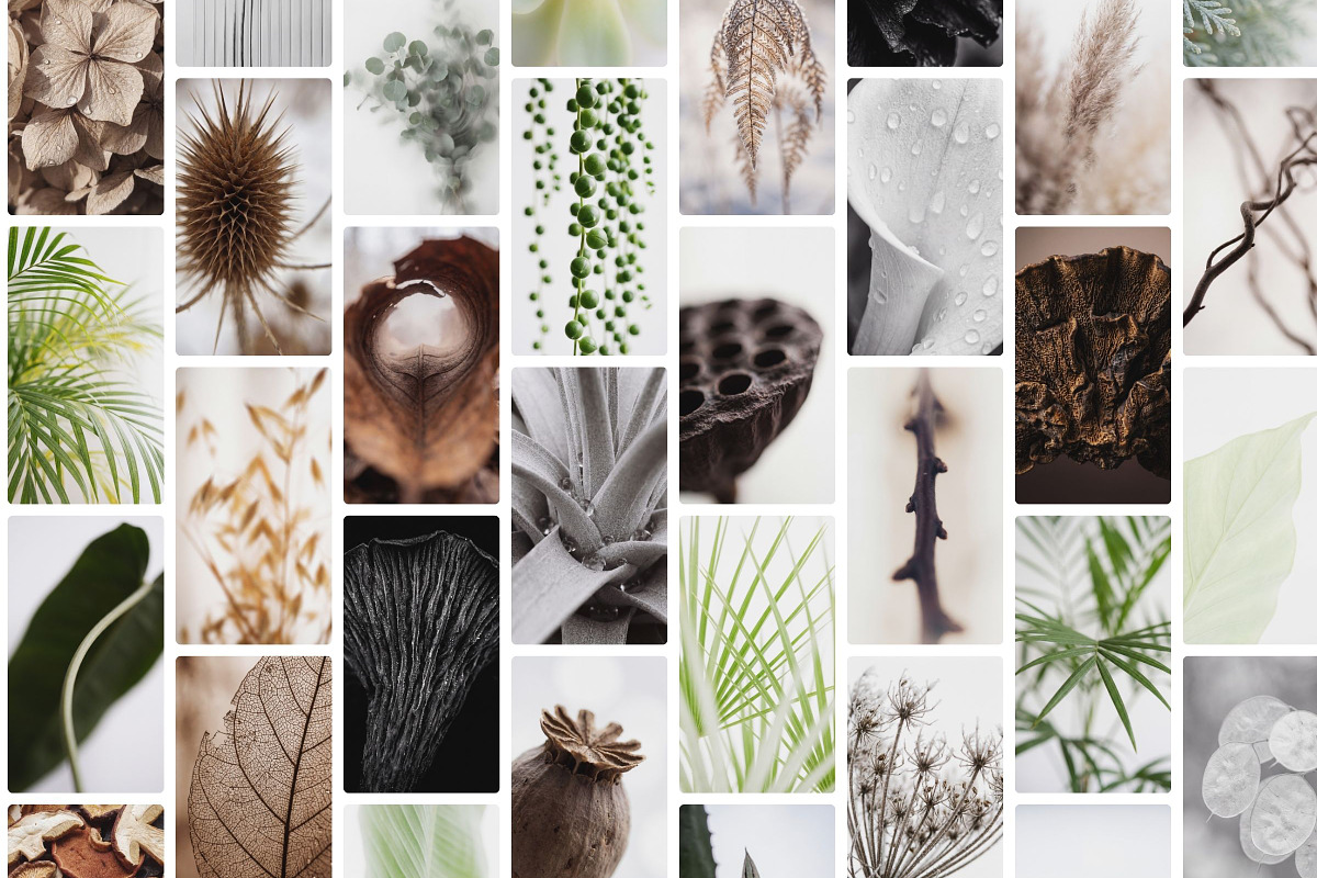 Botanical Stories Stock Pack, a Background Photo by Iconogenic (Photo 3 of 4)