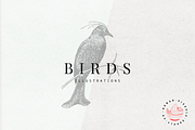 Birds Illustrations, an Animal Illustration by Nomad Visuals