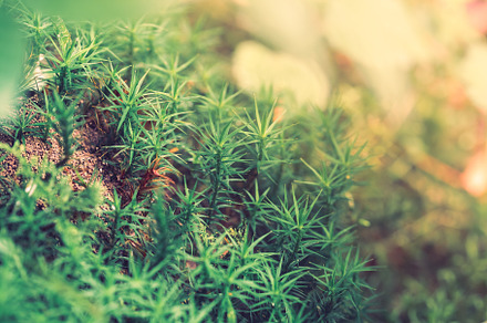 Peat Moss Sphagnum in the forest, a Nature Photo by Andriana Syvanych
