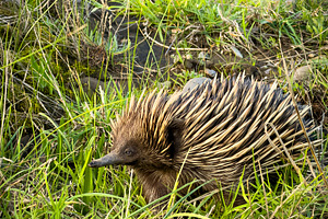 Echidna Portrait In The Wild Closeup, an Animal Photo by THP Creative