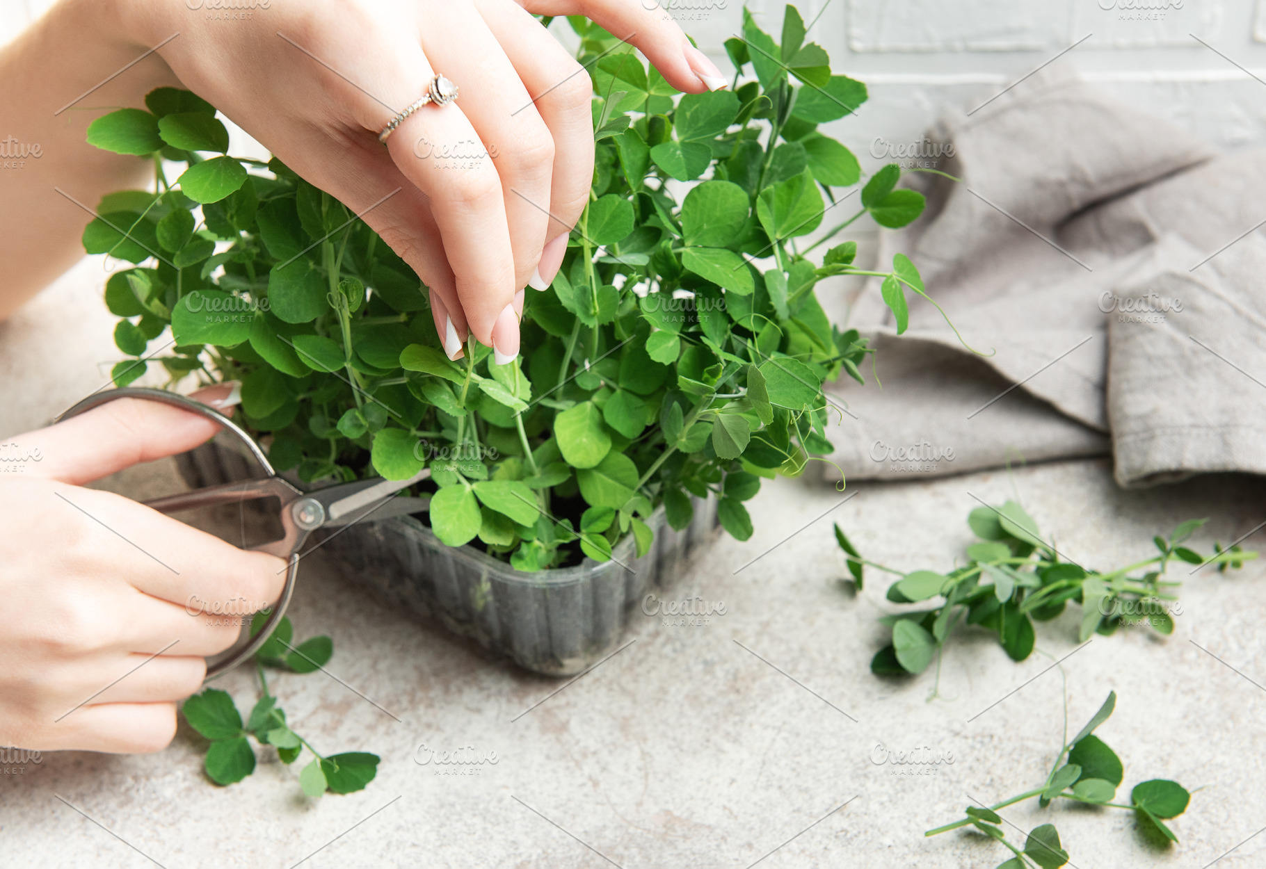 Woman harvesting fresh pea shoots with scissors at home, a Food & Drink Photo by Olena Rudo