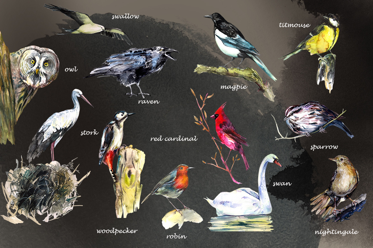 Birds watercolor illustrations, an Animal Illustration by Vero Arts (Photo 3 of 11)
