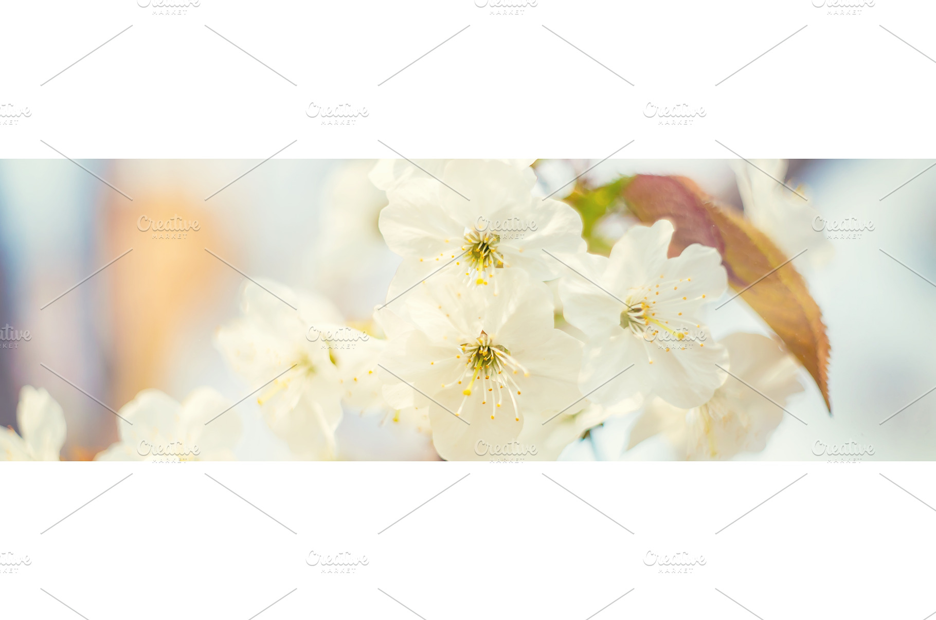 Flowering tree branches in spring, a Nature Photo by yanadjana